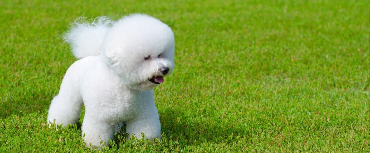 Bichon frise