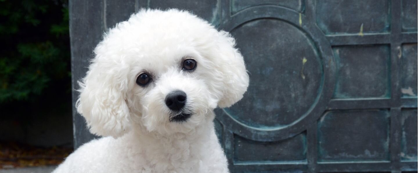 Bichon frise