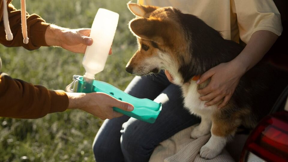 Zdjęcie przedstawiające psa pijącego wodę z butelki podczas spaceru