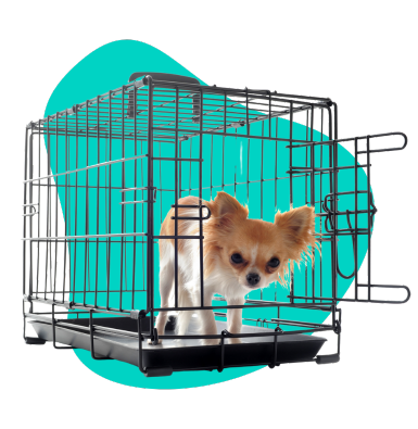 Kojec dla szczeniaka: kiedy jest potrzebny i jak wybrać odpowiedni?