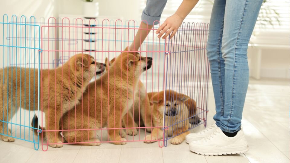 Zdjęcie przedstawiające szczeniaki w kojcu