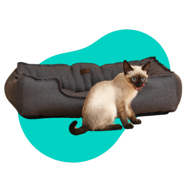 Legowisko dla kota: jakie wybrać?