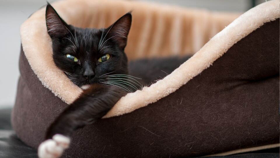 Zdjęcie przedstawiające czarnego kota na legowisku