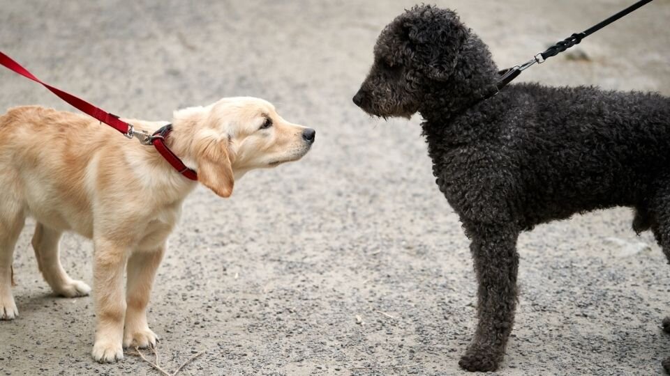 Zdjęcie przedstawiające dwa psy na smyczy automatycznej