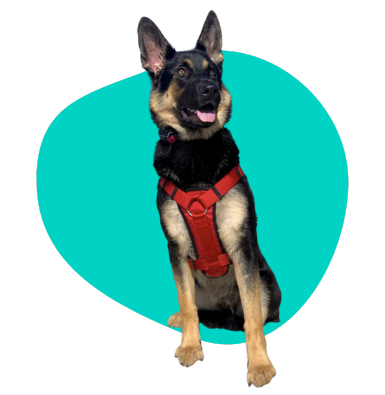 Pasy dla psa: czy samochodowy pas bezpieczeństwa dla pupila jest potrzebny?