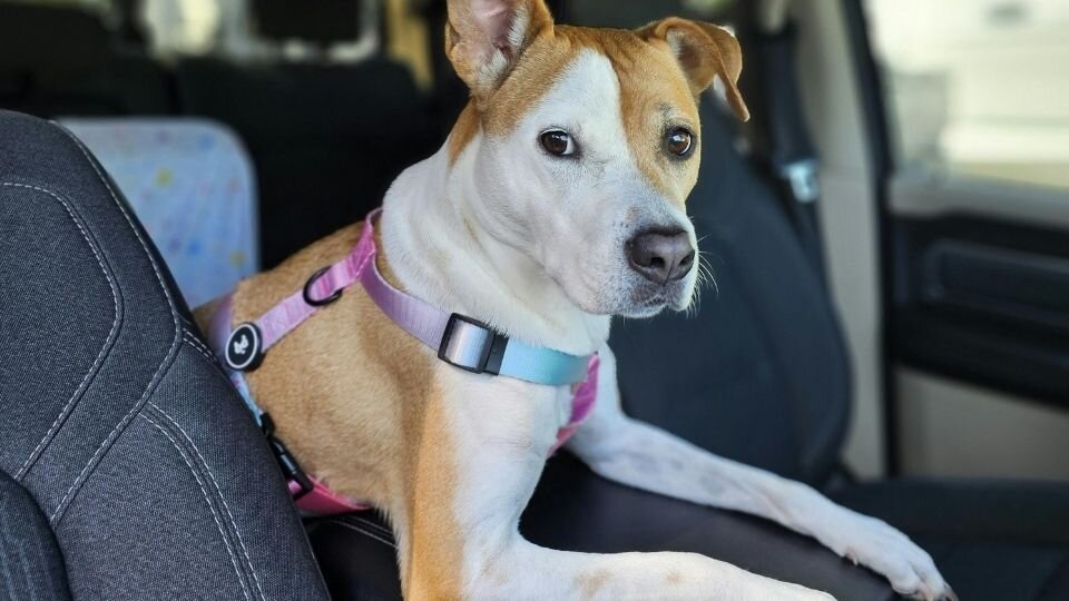 Zdjęcie przedstawiające psa w samochodzie, przypiętego pasami