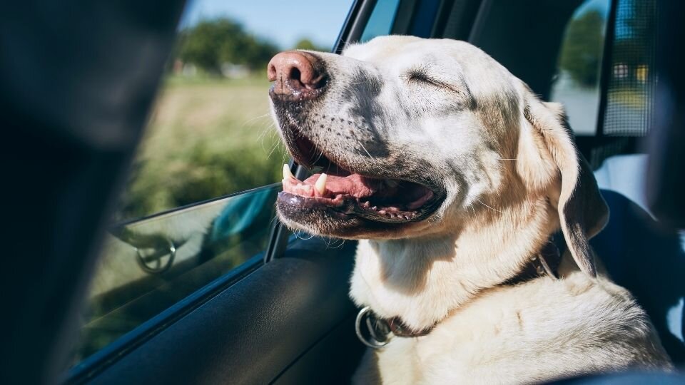 Zdjęcie przedstawiające psa w aucie przypiętego psami bezpieczeństwa