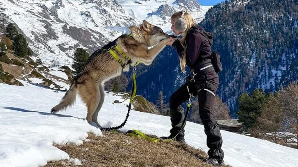 Zdjęcie przedstawiające kobietę bawiącą się z wilczakiem amerykańskim w górach
