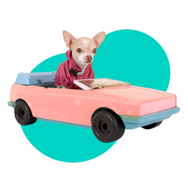 Mata samochodowa dla psa: komfort i bezpieczeństwo pupila