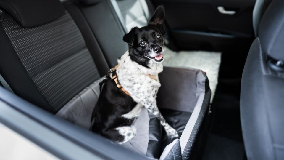 Zdjęcie przedstawiające niedużego czarno-białego psa siedzącego na tylnym siedzeniu samochodu, na specjalnej macie