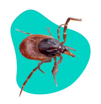 Kleszcz afrykański: czy jest groźny dla zwierząt domowych?