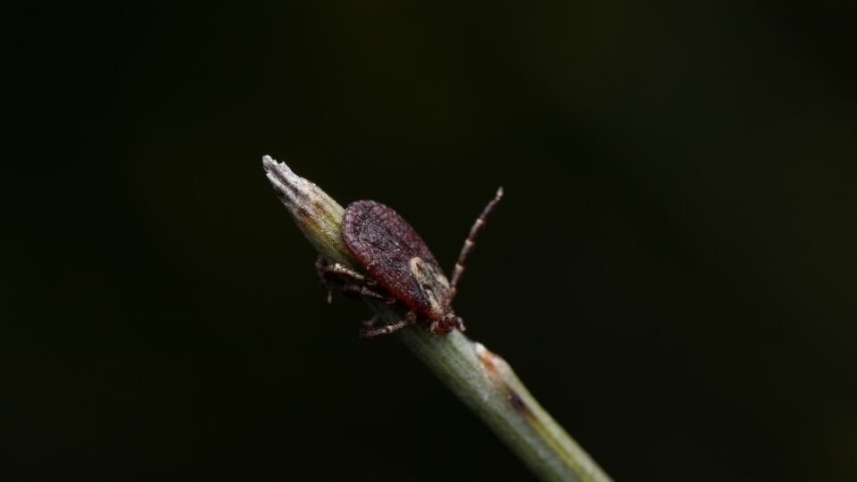 Zdjęcie przedstawiające kleszcza afrykańskiego na łodydze