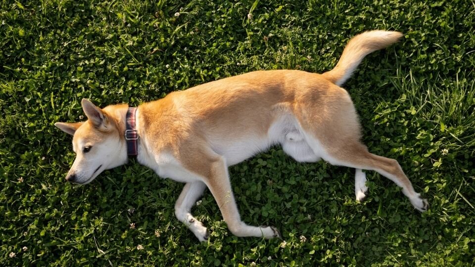 Zdjęcie przedstawiające psa leżącego na łące, gdzie może zaatakować go kleszcz afrykański