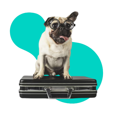 Wyjazd z psem do Niemiec: podróż, bezpieczny przewóz i inne informacje