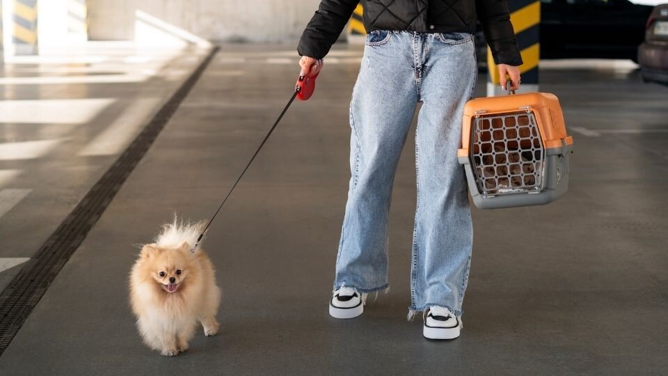 Zdjęcie przedstawiające wyjeżdżającą kobietę z psem na parkingu