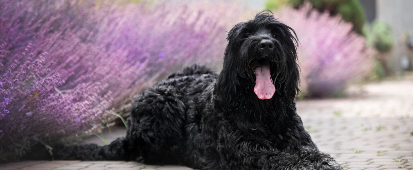 Czarny terier rosyjski