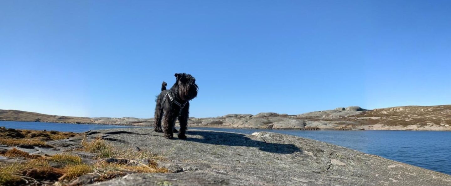 Czarny terier rosyjski