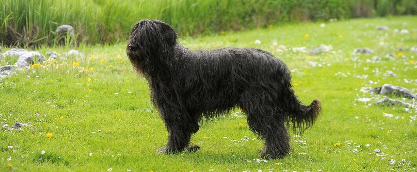 Czarny terier rosyjski