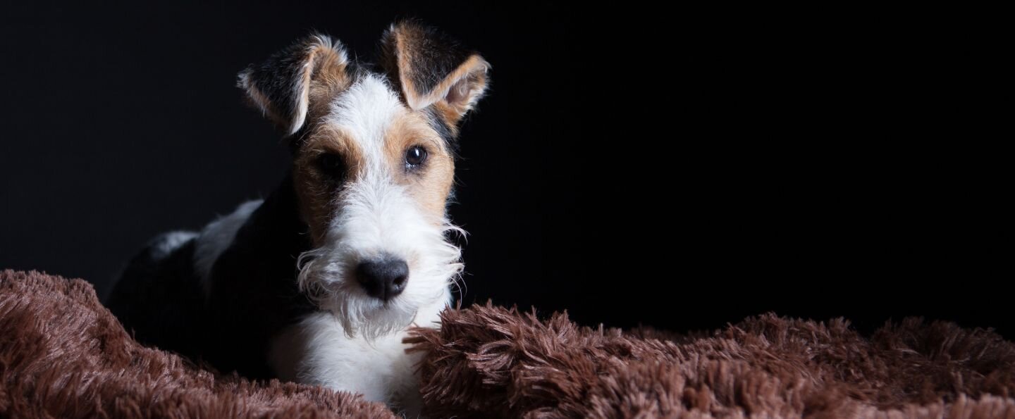 Foksterier szorstkowłosy