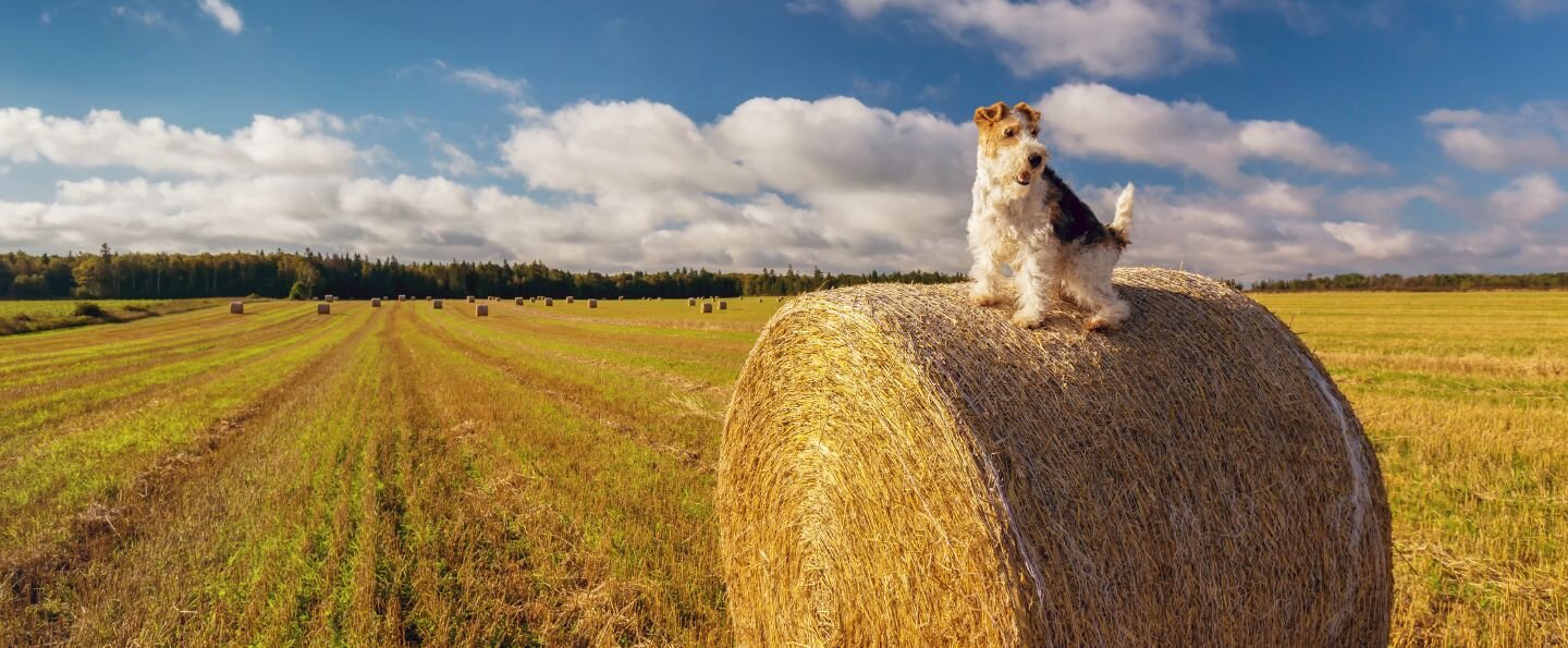 Foksterier szorstkowłosy