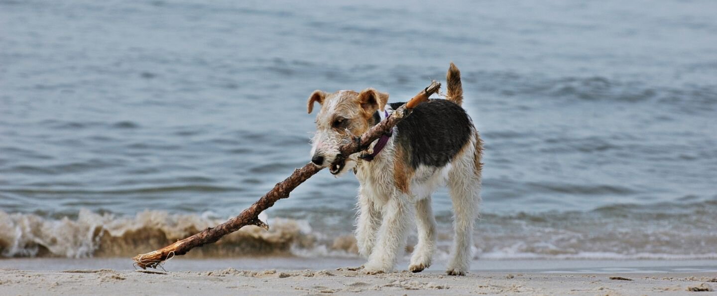 Foksterier szorstkowłosy