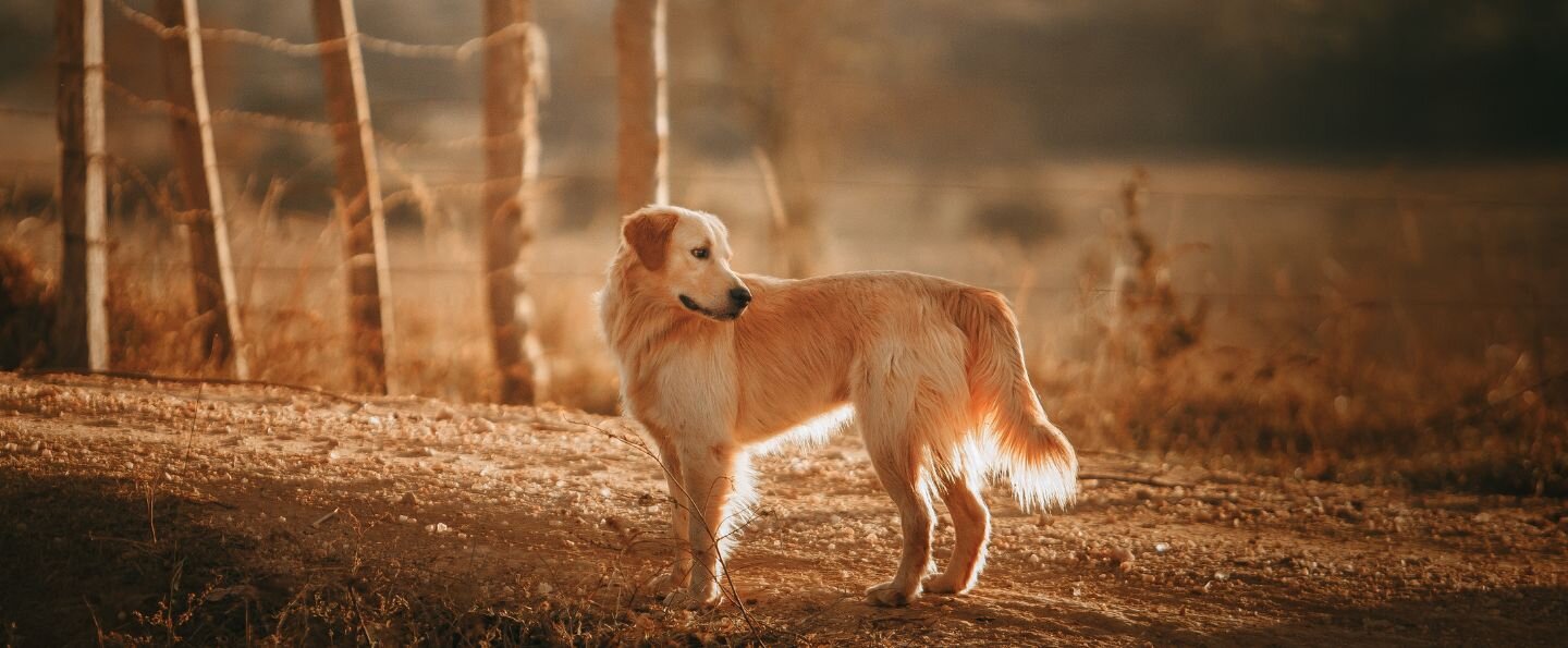 Golden retriever