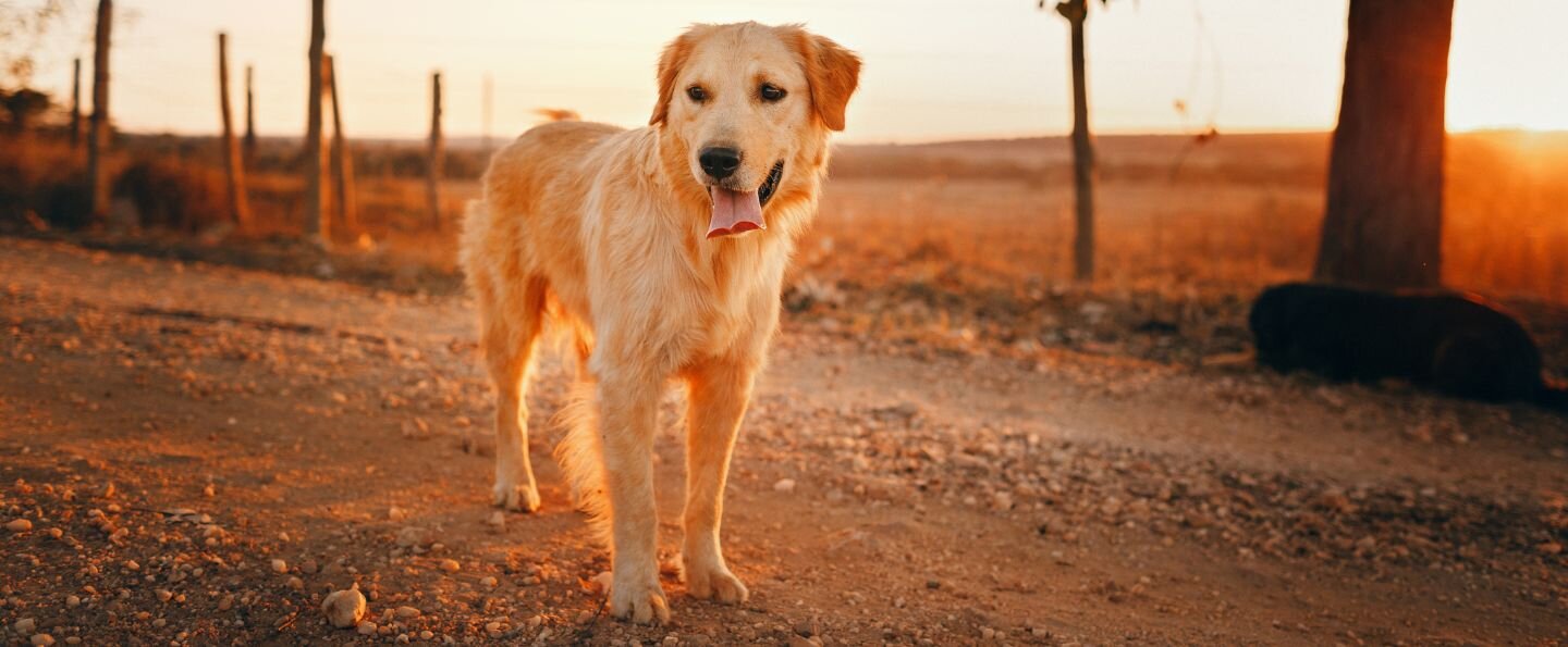 Golden retriever