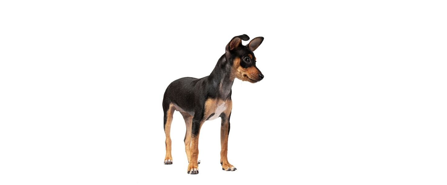 English toy terrier 
