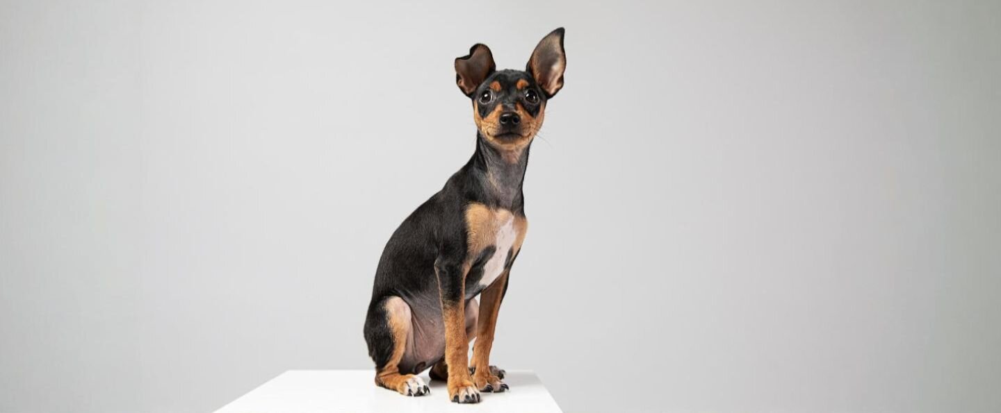 English toy terrier 