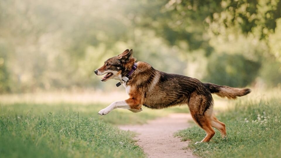 Zdjęcie przedstawiające dużego psa biegającego samego po lesie