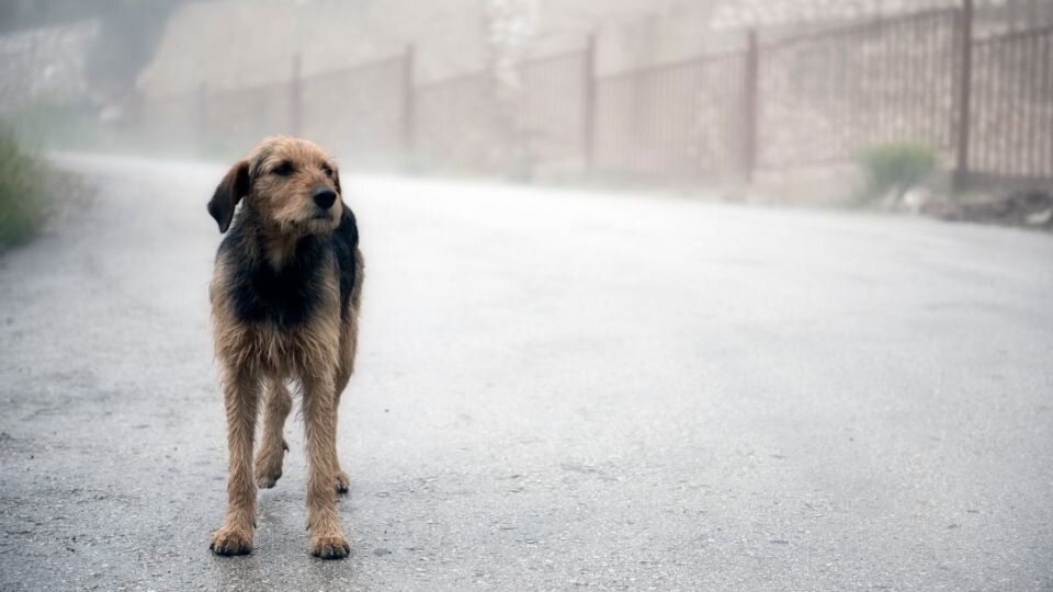 Zdjęcie przedstawiające psa błąkającego się po ulicy
