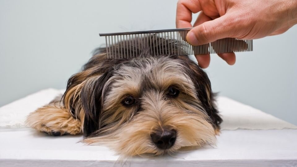Zdjęcie przedstawiające długowłosego psa czesanego grzebieniem dla psa