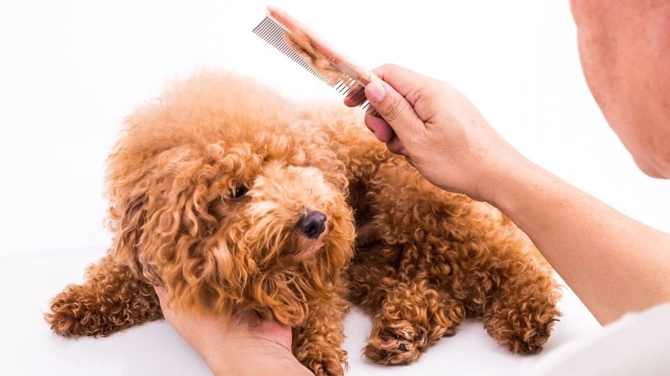 Zdjęcie przedstawiające pudla czesanego grzebieniem dla psa
