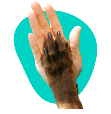 Jak pies okazuje zaufanie? Poznaj psią mowę ciała