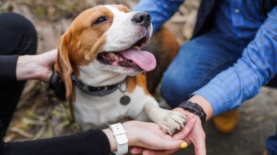Zdjęcie przedstawia psa, który kładzie łapę na dłoniach ludzi, by okazać im zaufanie