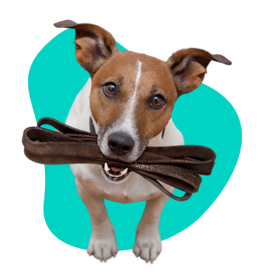 Spacer z psem: jak powinien wyglądać?