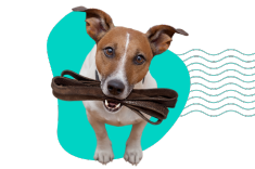 Spacer z psem: jak powinien wyglądać?