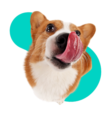 Mata do lizania dla psa: sposób na relaks i zajęcie dla pupila