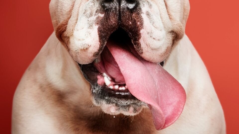 Zdjęcie przedstawia białego psa rasy brachycefalicznej z wystawionym językiem, gotowym do lizania