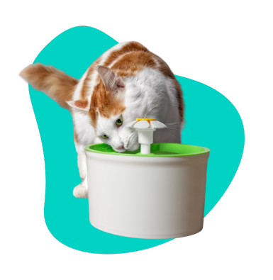 Fontanna dla kota: dlaczego warto zainwestować w poidełko z bieżącą wodą?