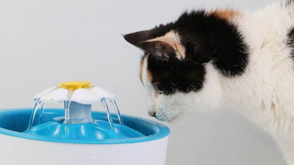 Zdjęcie przedstawiające czarno-białego kota pijącego wodę z fontanny dla kota