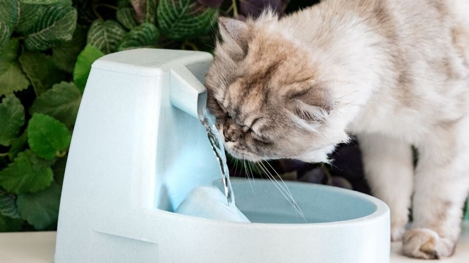 Zdjęcie przedstawia szarego kota pijącego wodę płynącą z błękitnej fontanny dla kota