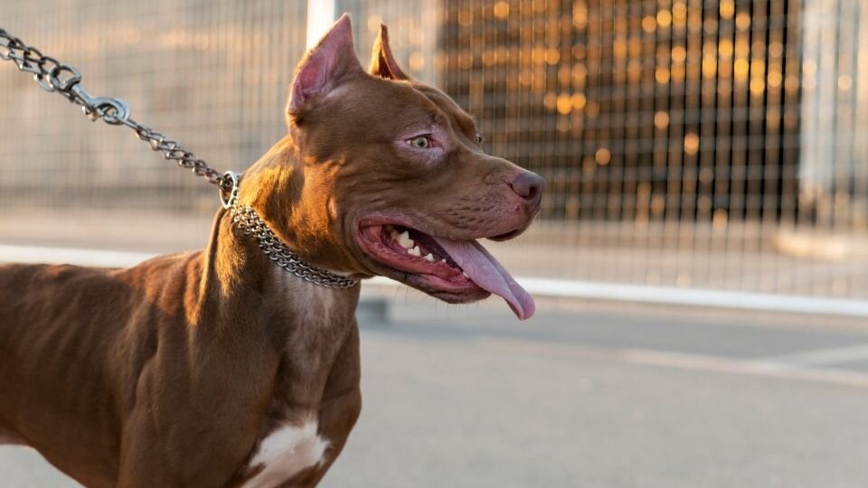 Zdjęcie przedstawia jednego z najgroźniejszych psów na smyczy
