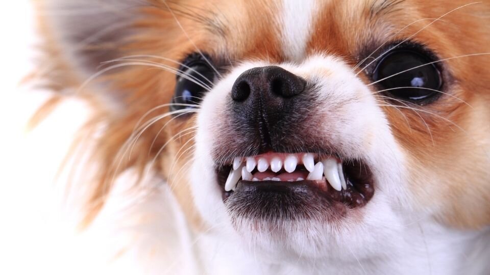 Zdjęcie przedstawia małego i kudłatego, ale groźnie szczerzącego zęby pieska