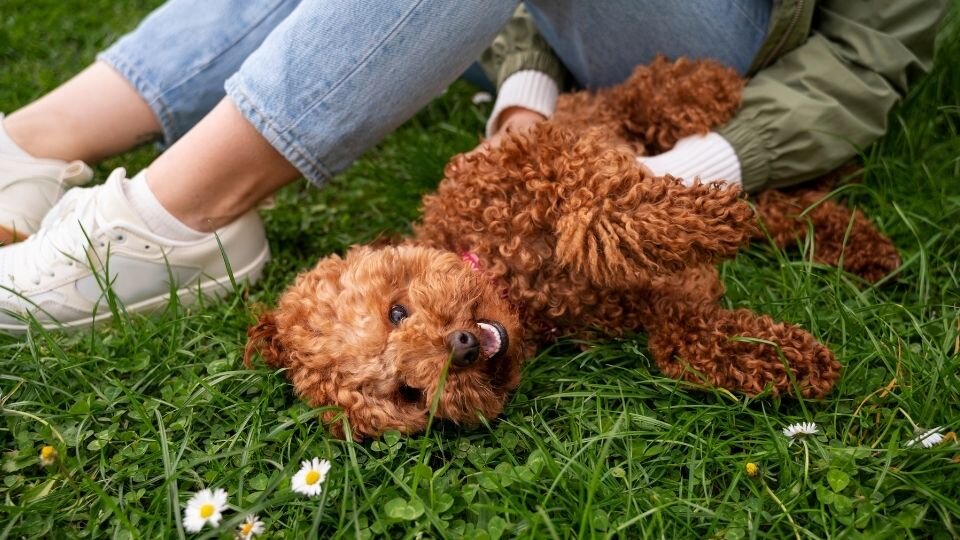 Zdjęcie przedstawia psa rasy pudel leżącego spokojnie na trawie, głaskanego przez młodą kobietę