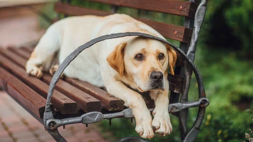 Zdjęcie przedstawia psa rasy labrador spokojnie leżącego n ławce w parku