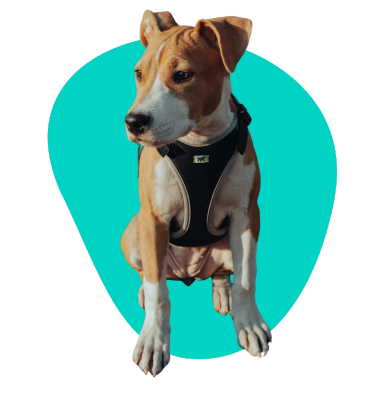 Szelki guard dla psa: kiedy warto je wybrać?