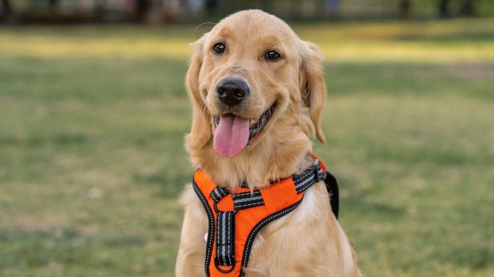 Zdjęcie przedstawia psa rasy golden retriever w szelkach typu guard