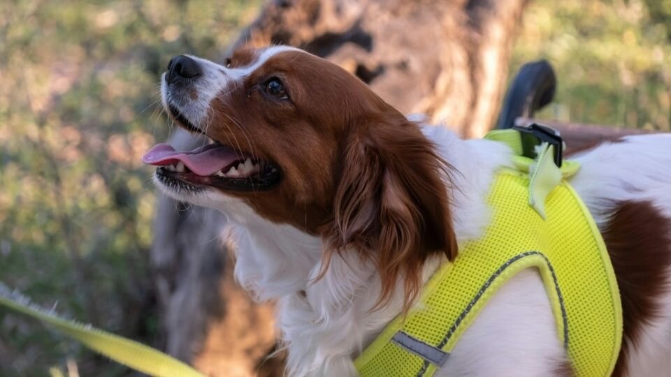 Zdjęcie przedstawia małego, biało-brązowego psa z długą sierścią, w żółtych, odblaskowych szelkach gruard