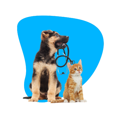 Jak kompleksowo zadbać o zdrowie psa i kota?